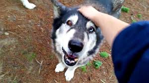 Wolfdog named baby blue frolicking in a marsh near us.again, this pup is in our breeding program so is not for sale, but just wanted to show how beautiful our wds breeding stock is and to showcase some of them. Never Cry Wolf Rescue And Adoption Home Facebook