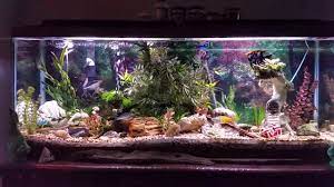 Sold 50 gallon fish tank with stand 38x18x19 all accessories. 50 Gallon Freshwater Tropical Community Tank With Rainbowfish And Angelfish Youtube