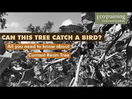 Image result for Ozoroa albicans