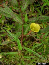 Image result for Ludwigia octovalvis