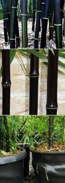Bamboo is an exotic plant that can be seen in many gardens. 9 Black Bamboo Ideas Black Bamboo Bamboo Bamboo Garden