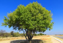 Image result for Catophractes alexandri