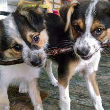 We did not find results for: Australian Shepherd Beagle Mix My Boys Asap Ace And Chubs Mini Australian Shepherds Australian Shepherd Beagle Mix