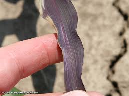 Prevalent Purple Plants Perennially Puzzle Producers (Purdue University)