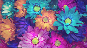3840x2160 Flowers 4k Free Download Of Hd Wallpaper Flower Wallpaper Pink Wallpaper Iphone Colorful Flowers