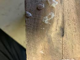 Image result for Xylia torreana