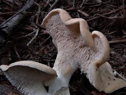 Image result for Dentinum repandum