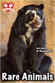 These Rare Animals Might Soon Go Extinct Animals Rare Wildlife Rareanimals Luveurpet Rare Animals Animals Unique Animals