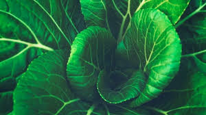 Idées repas pour une alimentation riche en vitamine k. Vitamine K Les Aliments Les Plus Riches En Vitamine K Natural Athlete Club