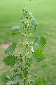 Image result for Urtica urens