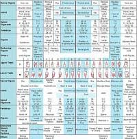 chicagohealers com introduce the meridian tooth chart