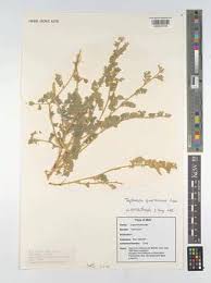 Image result for Tephrosia uniflora