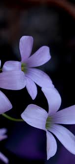 These tough little blooms can thrive in hot and cold climates and are stunning planted in hanging baskets. Little Purple Flowers Close Up Hazy Background 1242x2688 Iphone 11 Pro Xs Max Wallpaper Background Picture Image