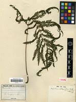 Image result for Christella hispidula