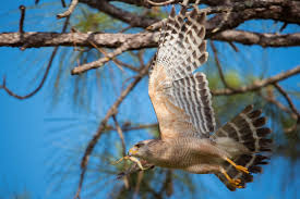 Your kohl's roseville west store, located at 10375 fairway dr, stocks amazing products for you, your family and. Top 10 Birds In California Audubon California