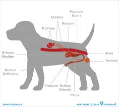 Kuda kawin sama manusia kisah anak yang dikutuk jadi ikan it looks and sounds great for many peoples informations ikan pari mirip manusia kisah anak yang dikutuk jadi ikan 5 cerita anak durhaka. Sistem Reproduksi Anjing Jantan Dan Anjing Betina Vetmedicinae
