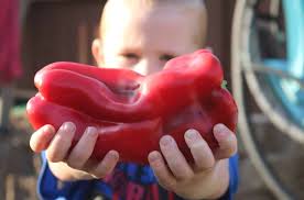 The best new vegetables and fruits of 2024: George Weigel