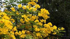 Image result for Cassia angolensis