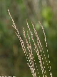 Image result for Festuca