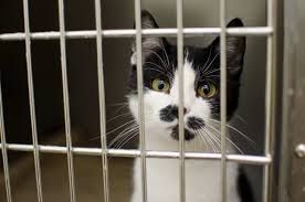 But sometimes, your cat can display a behavior that is not only odd, but can also be a startling sign that something is definitely not right with your feline friend. Head Pressing In Cats A Must Read For All Cat Owners Cole Marmalade