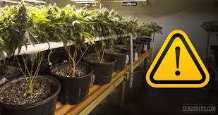 Check spelling or type a new query. Top Five Tips For Grow Room Safety Sensi Seeds