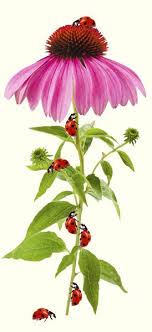 Plants That Attract Ladybugs Armstrong Garden Centers Ladybug Garden Plants Garden Insects
