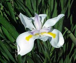 We did not find results for: Dietes Grandiflora Large Wild Iris Seeds