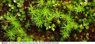 Check spelling or type a new query. Plant Groups The Classification Of Plants