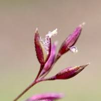 Image result for Agrostis quinqueseta