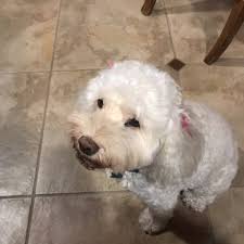 Mum is a cocker spaniel and dad is a miniature poo. Jans Cockapoos Pet Breeders 27 Colonial Woods Dr West Orange Nj Phone Number