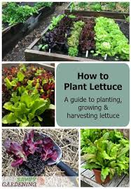 How To Plant Lettuce A Guide To Growing Harvesting Lettuce In 2020 How To Harvest Lettuce Planting Lettuce Growing Vegetables