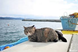 Tashirojima Island Is An Island Ideal For Cat Lovers Located Off The Coast Of Ishinomaki City In Miyagi Prefecture Sever In 2020 Cat Island Japan Travel Matcha Japan