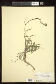 Image result for Lactuca imbricata