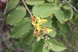 Image result for Grewia flavescens
