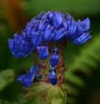 Image result for Pycnostachys orthodonta