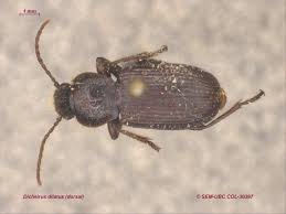 Image result for Dichilus