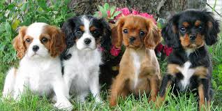 cavalier king charles spaniel cavalier king characteristic