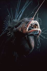 Anglerfish Anglerfish Pictures Anglerfish Facts National Geographic Deep Sea Creatures Ocean Creatures Ocean Animals