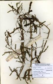 Image result for Aeschynomene cristata