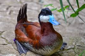 North American Ruddy Duck | The Maryland Zoo