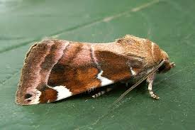 Image result for Cosmia diffinis