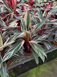 Image result for stromanthe