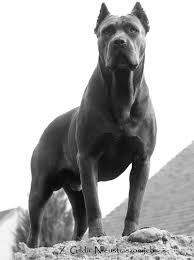 Cane Corso Dogs Cane Corso Cane Corso Dog Corso Dog