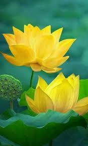 Lotus Flowers Flowers Lotus Lotus Flower Pictures Flower Painting Lotus Painting