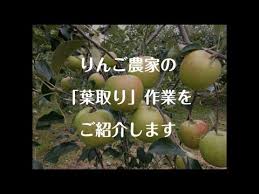 りんごの葉取り 赤く色づくために りんご大学hp Youtube