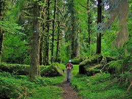 Hiking Along The Hoh River Trail 5 Facts About The Hoh Rainforest And River You Might Olympic National Park Beautiful Hikes Olympic National Park Washington
