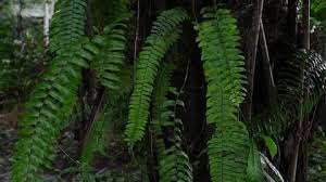 Image result for Lomariopsidaceae