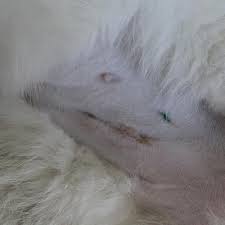 Yes, pregnant cats can be spayed at no additional cost. After Surgery Care For Cats Postoperative Care Pets In Stitches
