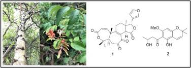 Image result for Harrisonia