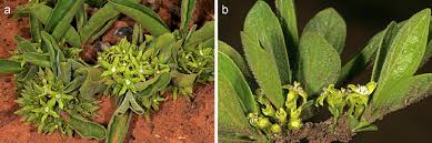 Image result for Rytigynia bridsoniae